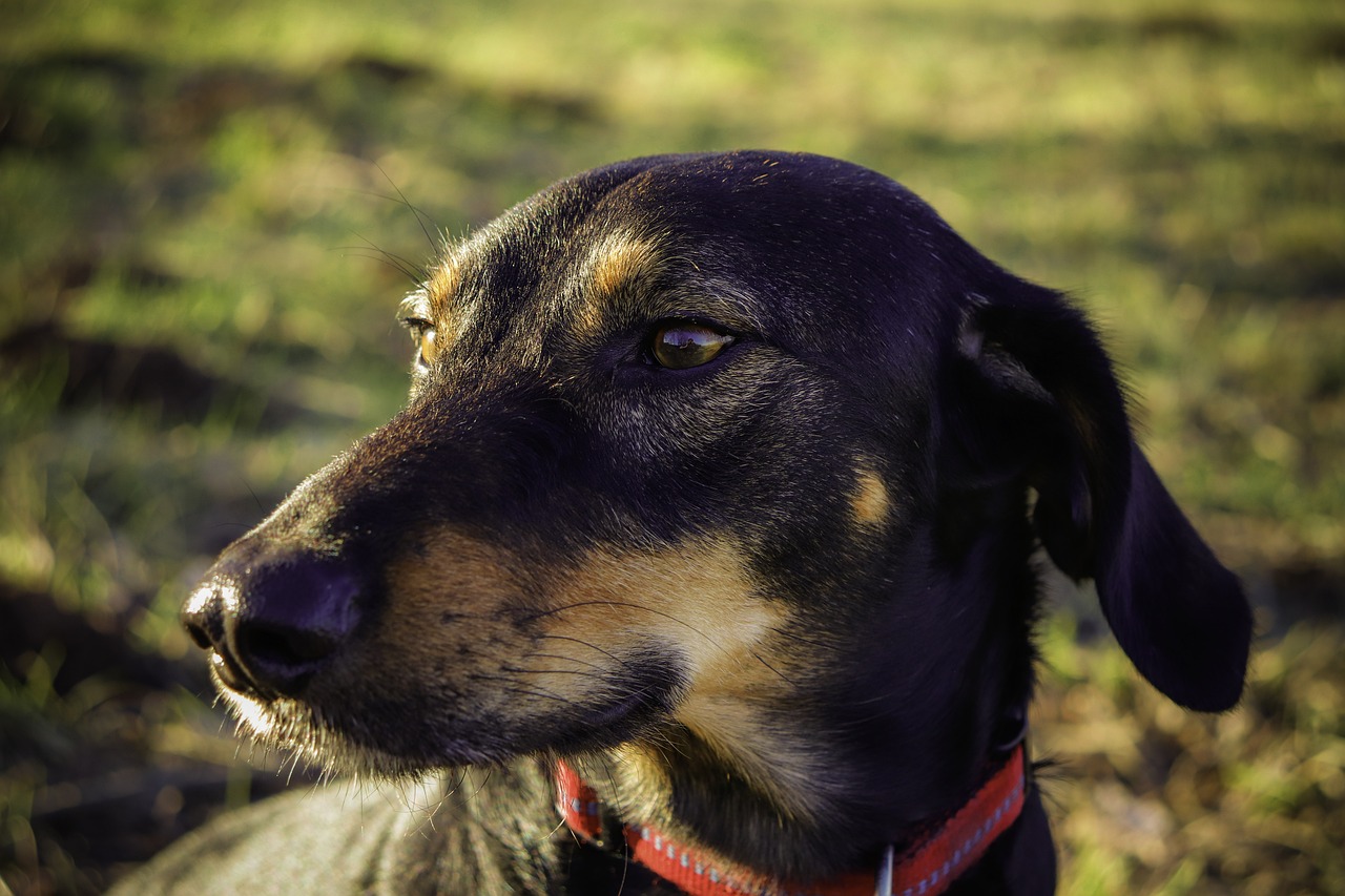 最新法国斗牛，独具魅力的犬种风采