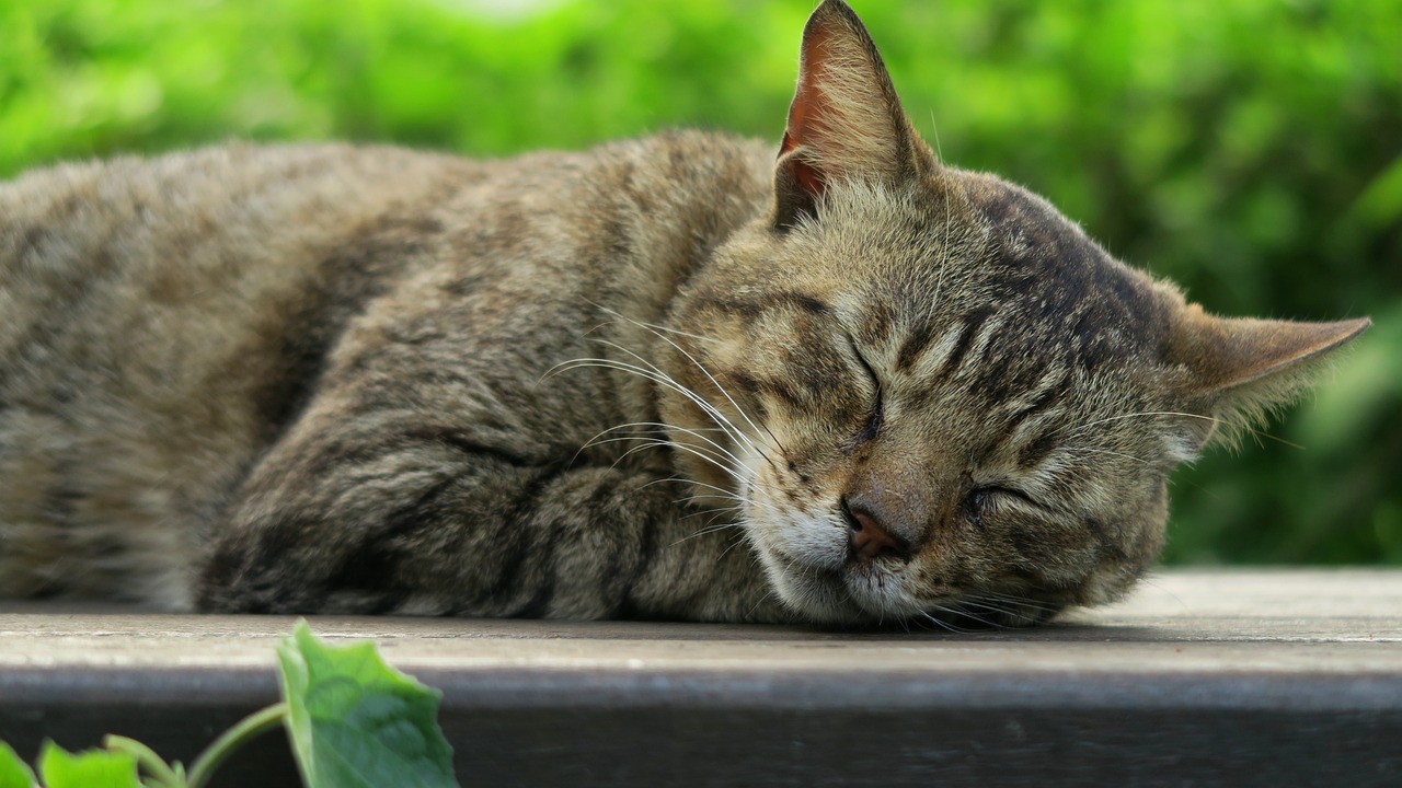 最新抖音猫，潮流萌宠新星闪亮登场