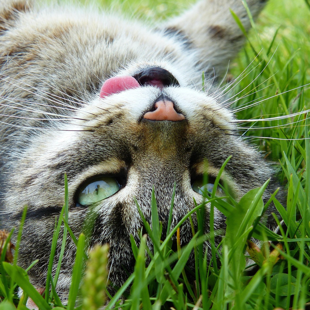 探索猫咪网页最新域名，无限乐趣的猫的世界